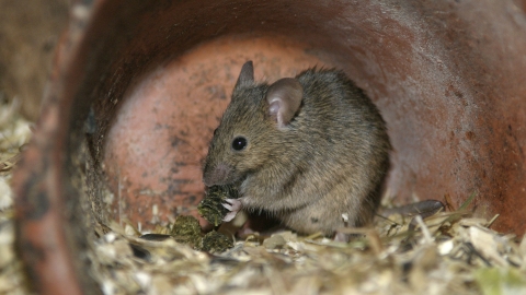 House mouse