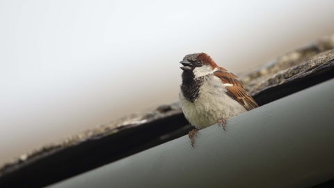 House sparrow