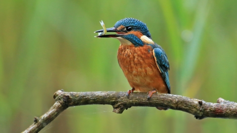 Kingfisher