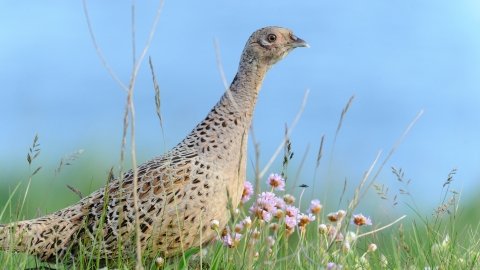 Pheasant female