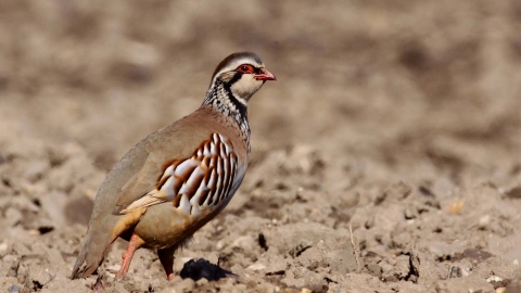 Red-legged partridge standing on a field of bare soil