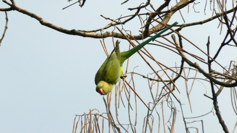 Ring-necked parakeet