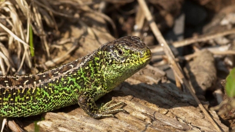 Sand lizard