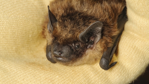 Serotine bat