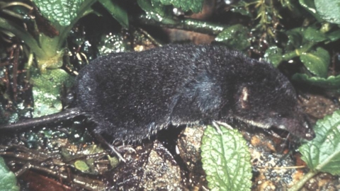 Water shrew