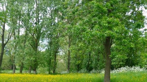 Abbey Green Park May flowers