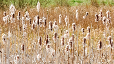 Alvecote Meadows bullrushes