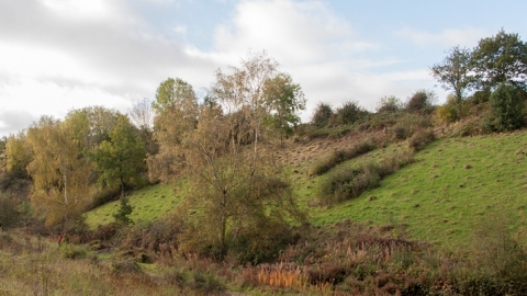 Ashlawn Cutting
