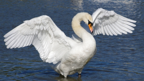 Mute Swan