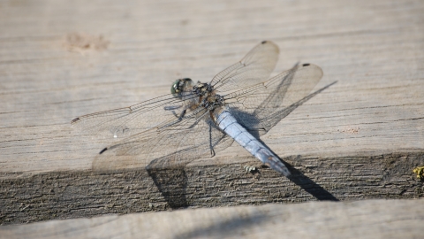 Black-tailed Skimmer male