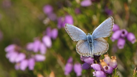 Silver-studded Blue butterfly