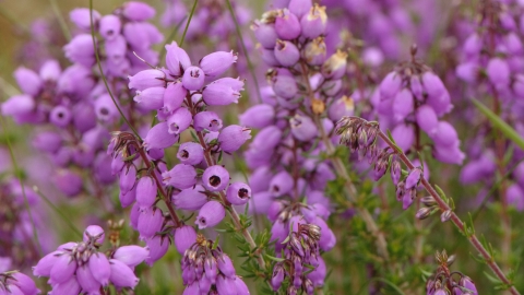 Bell Heather