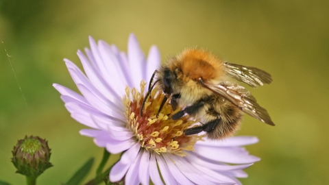 Common Carder Bee