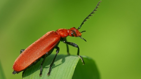 Red-headed Cardinal Beetle