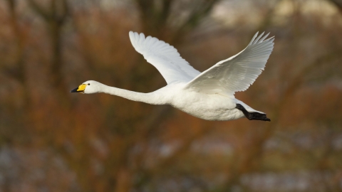 Whooper Swan