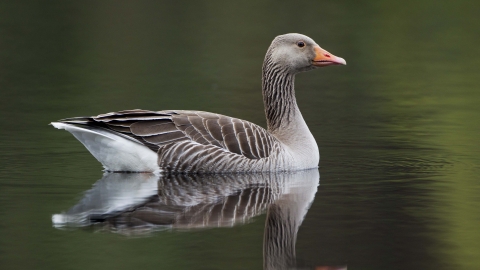 A greylag goose swimming, reflected in the water