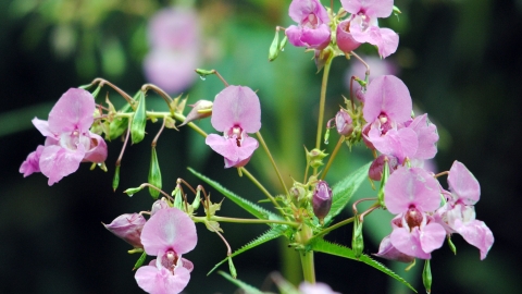 Himalayan Balsam