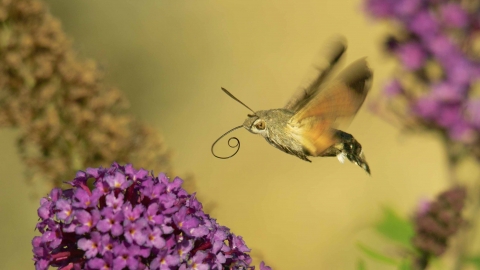 Humming-bird Hawk-moth