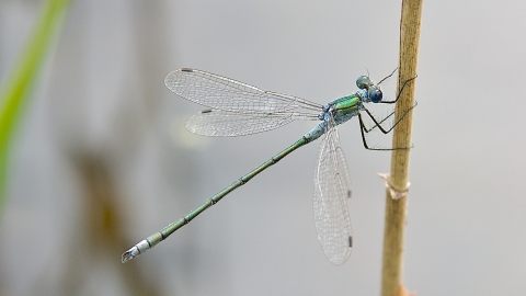 Emerald Damselfly