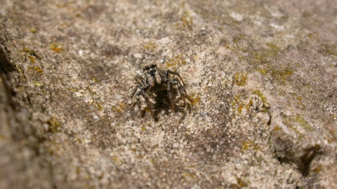 Zebra Spider