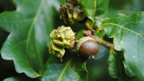 Knopper Gall