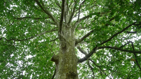 London Plane