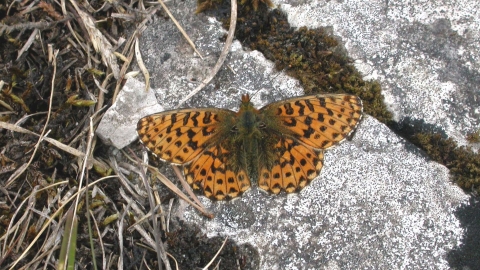 Pearl-bordered Fritillary butterfly