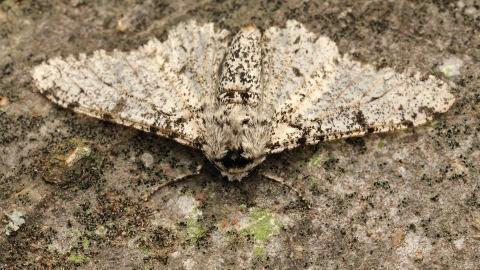 Peppered Moth