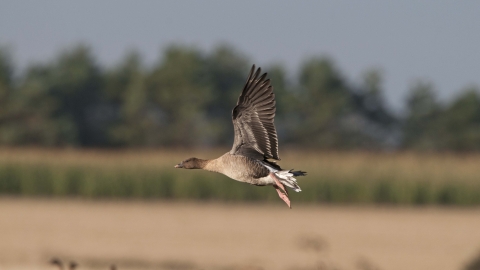 Pink-footed Goose