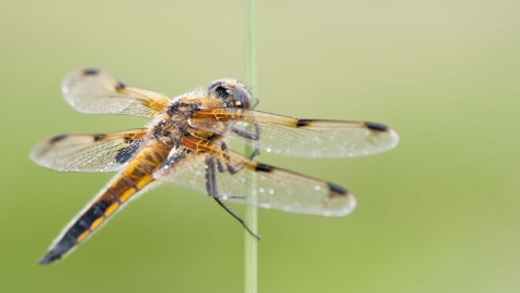 Four-spotted Chaser