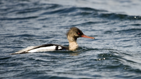 Red-breasted Merganser male