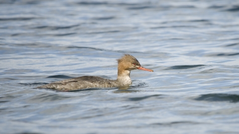 Red-breasted Merganser female