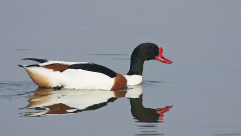 Shelduck