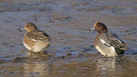 A pair of wigeon stand on a muddy shore