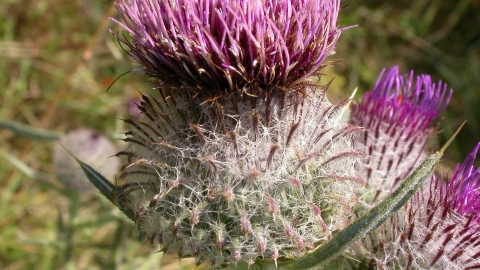 Woolly Thistle