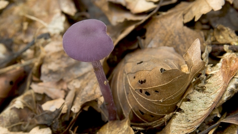 Amethyst Deceiver