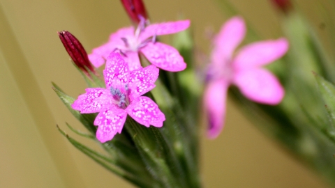 Deptford Pink