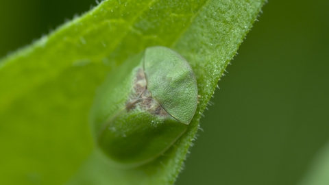 Green Tortoise Beetle