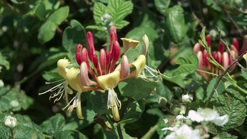 Honeysuckle