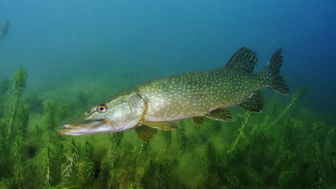 Pike