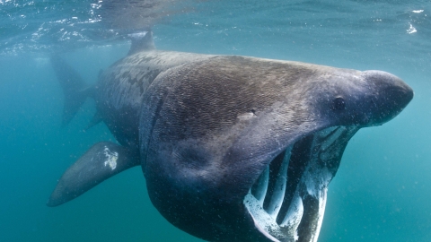 Basking shark