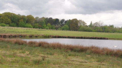 Bubbenhall Meadow