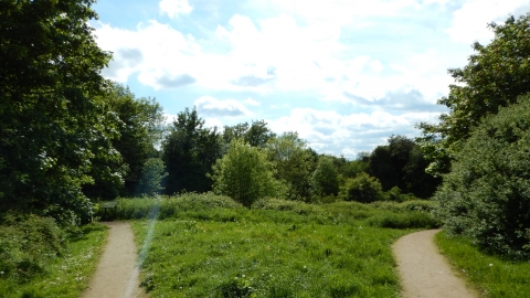 Daffern's Wood paths Joe Stuart