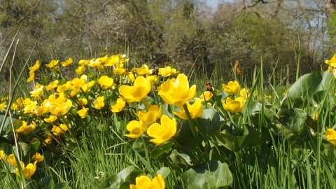 Marsh marigolds at Brook Meadow