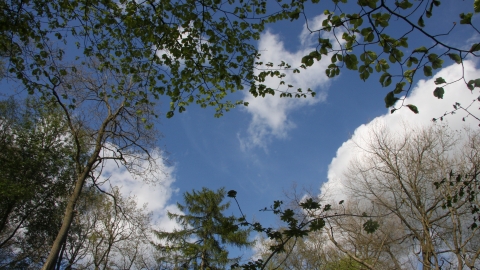 Clowes Wood Blue Sky