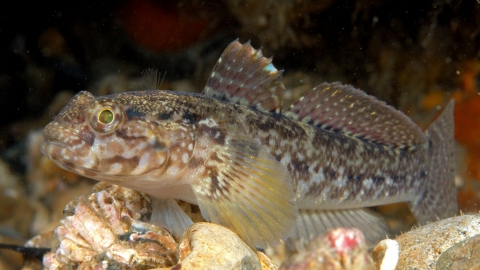 Rock goby