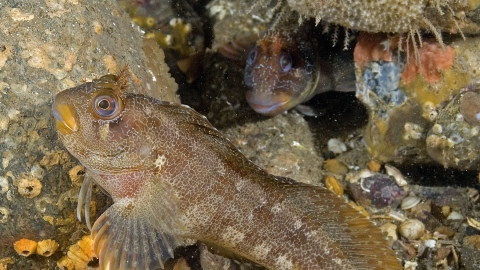 Tompot blenny