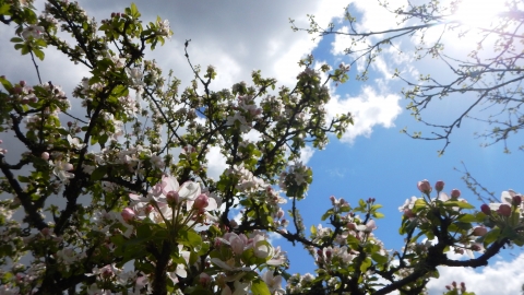 Elmdon Manor blossom George Green