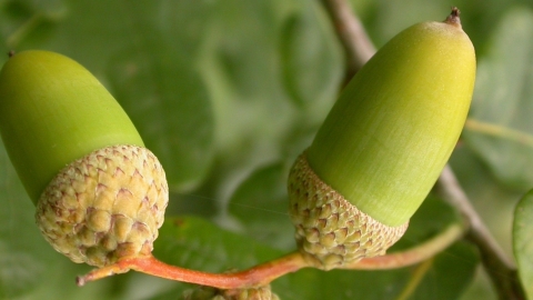 Oak acorns Philip Precey