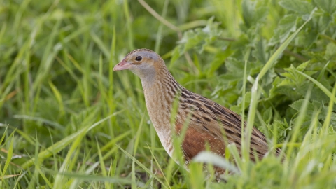 Corncrake